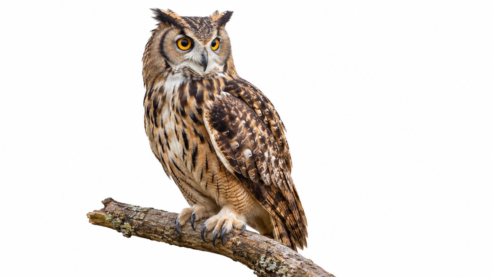 A majestic great horned owl perched on a rustic tree branch against a clean white background.