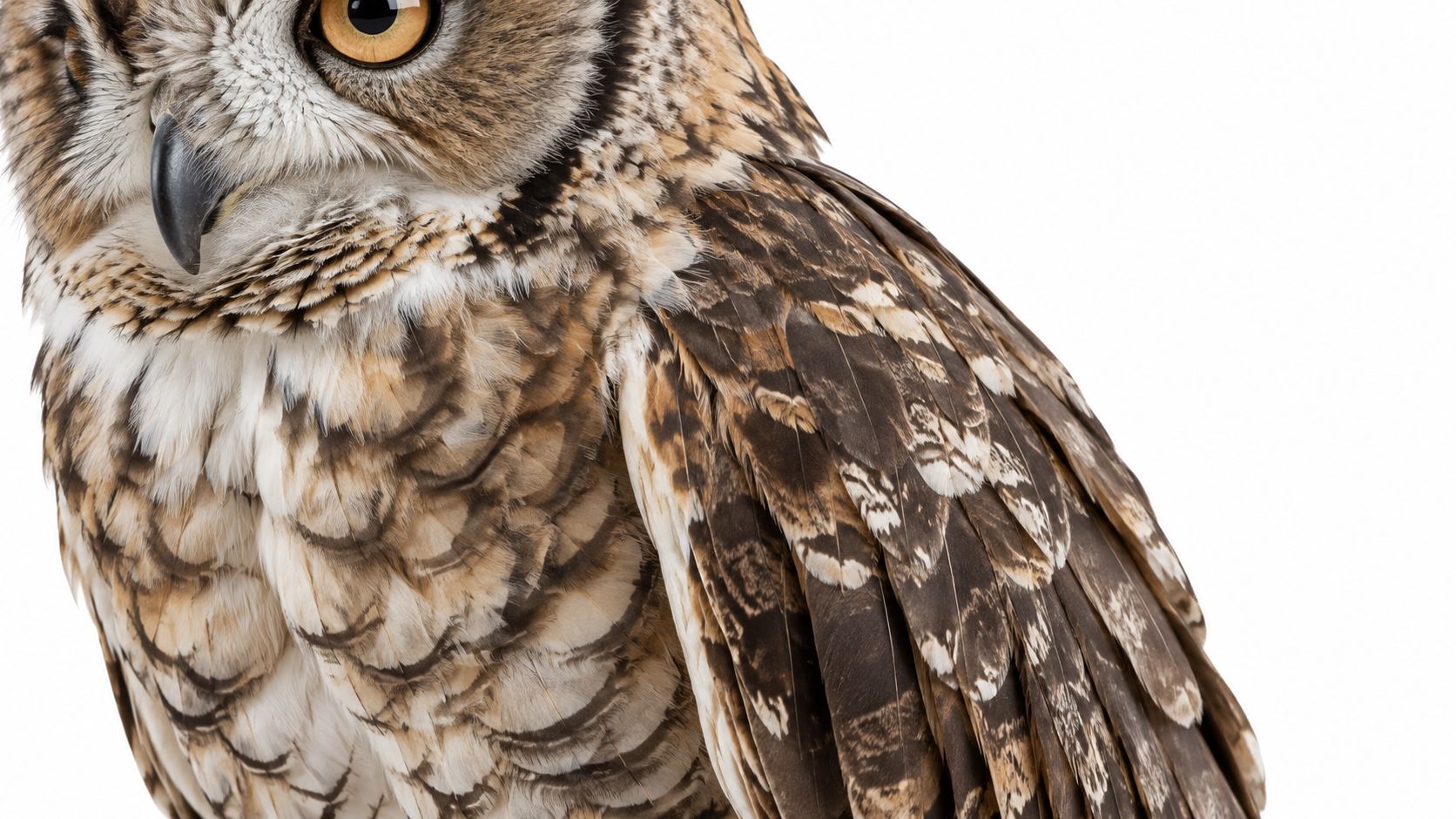 A close-up view showing the detailed brown and cream feather patterns on an owl's head and wing.
