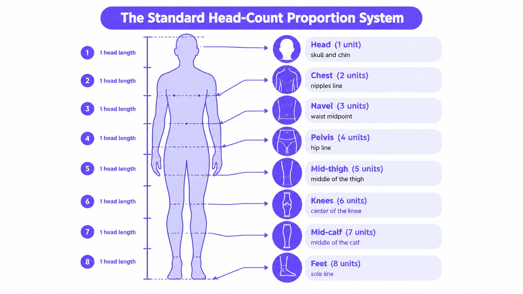 A diagram illustrating the standard human body proportions using a scale based on eight head units.
