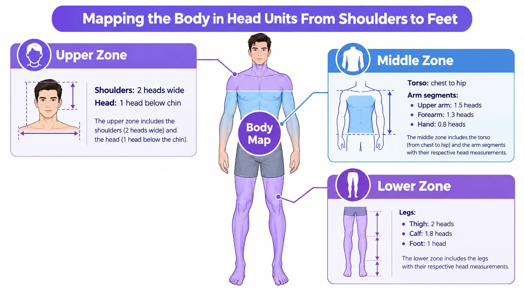 An educational infographic illustrating the standard human body proportions measured in head units for artists.