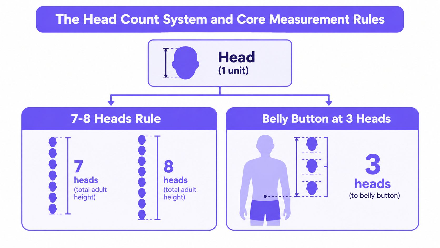 An infographic showing the head count system for measuring human proportions, illustrating seven to eight heads for height.